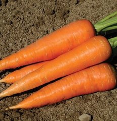 Кордоба F1 - насіння моркви, 1 000 000 шт (1.6-1.8), Bejo 61851 фото