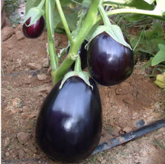 Чемодан F1 - насіння баклажана, Lark Seeds опис, фото, відгуки