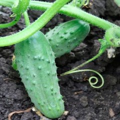 Каліпсо F1 - насіння огірка, Agri Saaten опис, фото, відгуки
