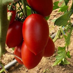Ельза F1 - насіння томата, 1000 шт, Spark Seeds 81768 фото