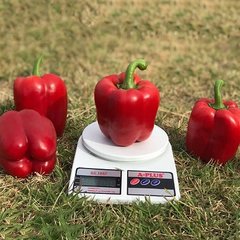 Кримсон Кинг F1 - семена сладкого перца, 1000 шт, Hazera 76200 фото
