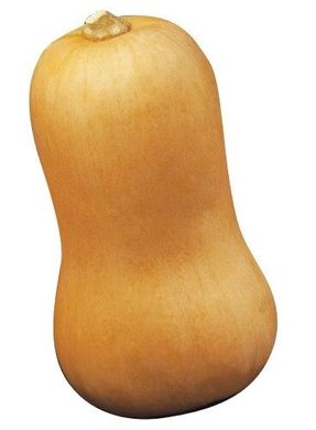 Сибель F1 - насіння гарбуза, 1000 шт, Clause 51856 фото
