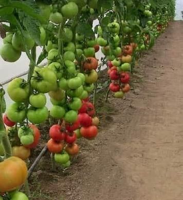 Абелус F1 - насіння томата, 100 шт, Rijk Zwaan 97472 фото