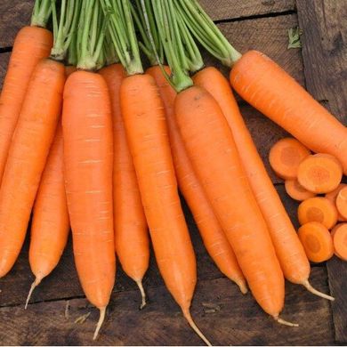 Сиркана F1 - семена моркови, 100 000 шт (1.6 - 1.8), Nunhems 20294 фото
