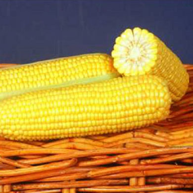 Оверленд F1 - семена кукурузы, 100 000 шт, Syngenta 62508 фото