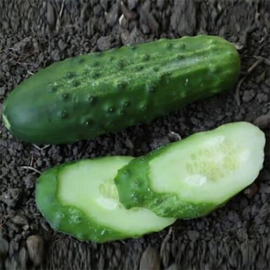 Каліпсо F1 - насіння огірка, 100 г, Agri Saaten 1075126704 фото