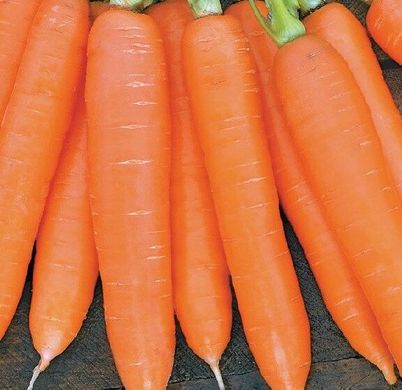 Сіркана F1 - насіння моркви, 100 000 шт (1.6 - 1.8), Nunhems 20294 фото