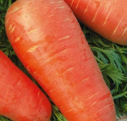 Кордоба F1 - семена моркови, 1 000 000 шт (1.6-1.8), Bejo 61851 фото