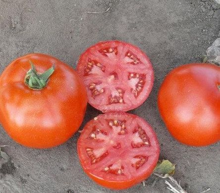 1502 F1 - насіння томата, 500 шт, Lark Seeds 03328 фото