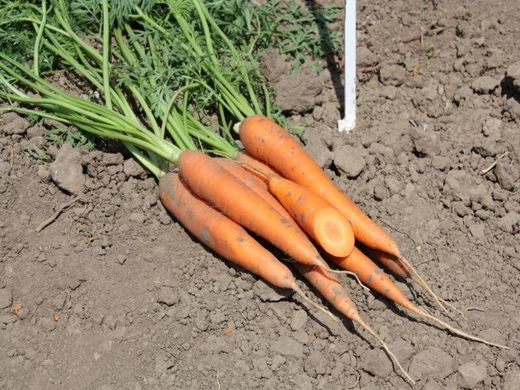 Сиркана F1 - семена моркови, 100 000 шт (1.6 - 1.8), Nunhems 20294 фото
