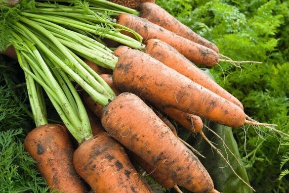 Кордоба F1 - насіння моркви, 1 000 000 шт (1.6-1.8), Bejo 61851 фото