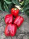 Стріт F1 - насіння солодкого перцю, 500 шт, Spark Seeds 58410 фото 1