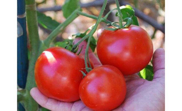 1502 F1 - насіння томата, 500 шт, Lark Seeds 03328 фото