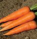 Кордоба F1 - насіння моркви, 1 000 000 шт (1.6-1.8), Bejo 61851 фото 1