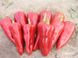 Самандер F1 - насіння солодкого перцю, 1000 шт, Nunhems 67863 фото 1