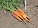 Сіркана F1 - насіння моркви, 100 000 шт (1.6 - 1.8), Nunhems 20294 фото 3