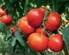 Уманья F1 - насіння томата, 100 шт, Rijk Zwaan 29052 фото 2