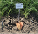 Сіркана F1 - насіння моркви, 100 000 шт (1.6 - 1.8), Nunhems 20294 фото 4