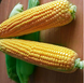 Оверленд F1 - насіння кукурудзи, 100 000 шт, Syngenta 62508 фото 2