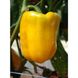 Мохай F1 - насіння солодкого перцю, 1000 шт, Esasem 90404 фото 1