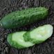 Каліпсо F1 - насіння огірка, 100 г, Agri Saaten 1075126704 фото 2