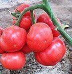 Гріфон F1 - насіння томата, 500 шт, Nunhems 99370 фото