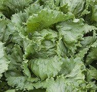 Ясперінас - насіння салату качанного, 1000 шт (драже), Rijk Zwaan 24003 фото