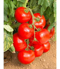 Лінда F1 - насіння томата, 1000 шт, Sakata 95188 фото