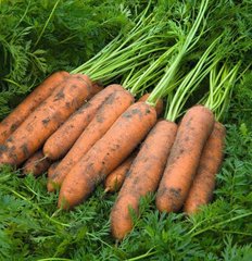 Курасао F1 - насіння моркви, 1 000 000 шт (1.8-2.0), Bejo 61852 фото