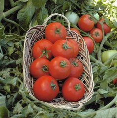 Полбиг F1 - семена томата, 1000 шт, Bejo 90904 фото