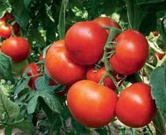 Уманья F1 - семена томата, 1000 шт, Rijk Zwaan 41395 фото