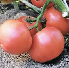 Есміра F1 - насіння томата, 1000 шт, Rijk Zwaan 49264 фото