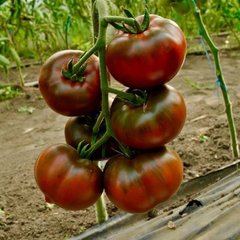 Бронсон F1 - насіння томата, Clause опис, фото, відгуки