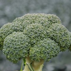 Стромболі F1 - насіння капусти броколі, Hazera опис, фото, відгуки