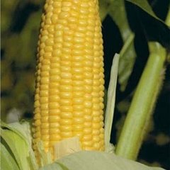 Уокер F1 - насіння кукурудзи, 25 000 шт, Lark Seeds 66241 фото