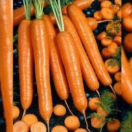 Морковь AGX 16-40 F1, 500 г, Agri Saaten 1077096992 фото