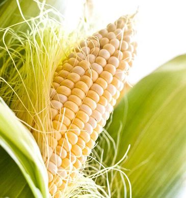 Шайнрок F1 - семена кукурузы, 100 000 шт, Syngenta 62509 фото
