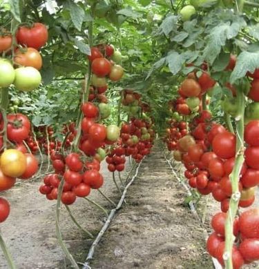 Айвенго F1 - насіння томата, 100 шт, Rijk Zwaan 01003 фото