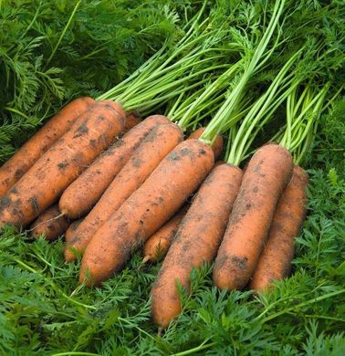 Курасао F1 - семена моркови, 1 000 000 шт (1.8-2.0), Bejo 61852 фото