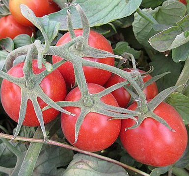 2206 F1 - насіння томата, 500 шт, Lark Seeds 24623 фото