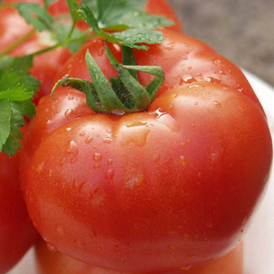 Полбіг F1 - насіння томата, 1000 шт, Bejo 90904 фото