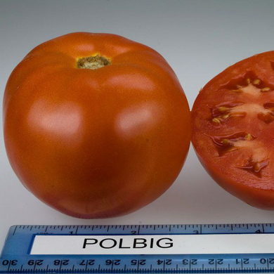 Полбіг F1 - насіння томата, 1000 шт, Bejo 90904 фото