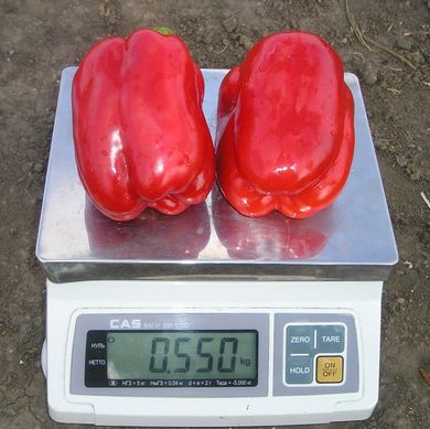 Геркулес F1 - семена перца, 5 г, Clause 25200 фото