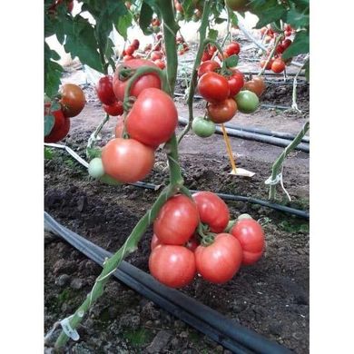 Есміра F1 - насіння томата, 1000 шт, Rijk Zwaan 49264 фото