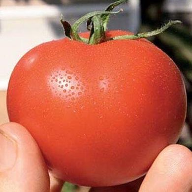 Айвенго F1 - насіння томата, 100 шт, Rijk Zwaan 01003 фото