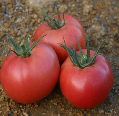 Гріфон F1 - насіння томата, 500 шт, Nunhems 99370 фото