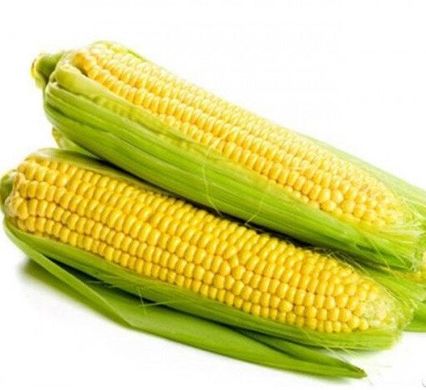 Шайнрок F1 - семена кукурузы, 100 000 шт, Syngenta 62509 фото