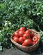 Полбіг F1 - насіння томата, 1000 шт, Bejo 90904 фото 3