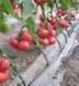 Гріфон F1 - насіння томата, 500 шт, Nunhems 99370 фото 2