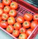 Айвенго F1 - насіння томата, 100 шт, Rijk Zwaan 01003 фото 3